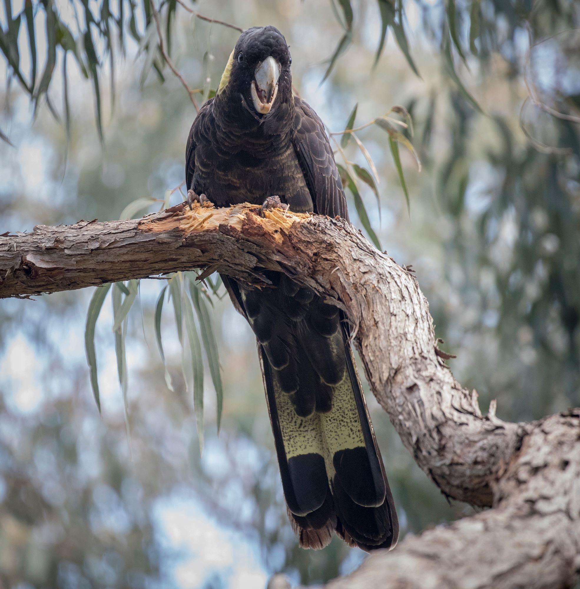 A Black Cockatoo on a Eucalyptus branch.